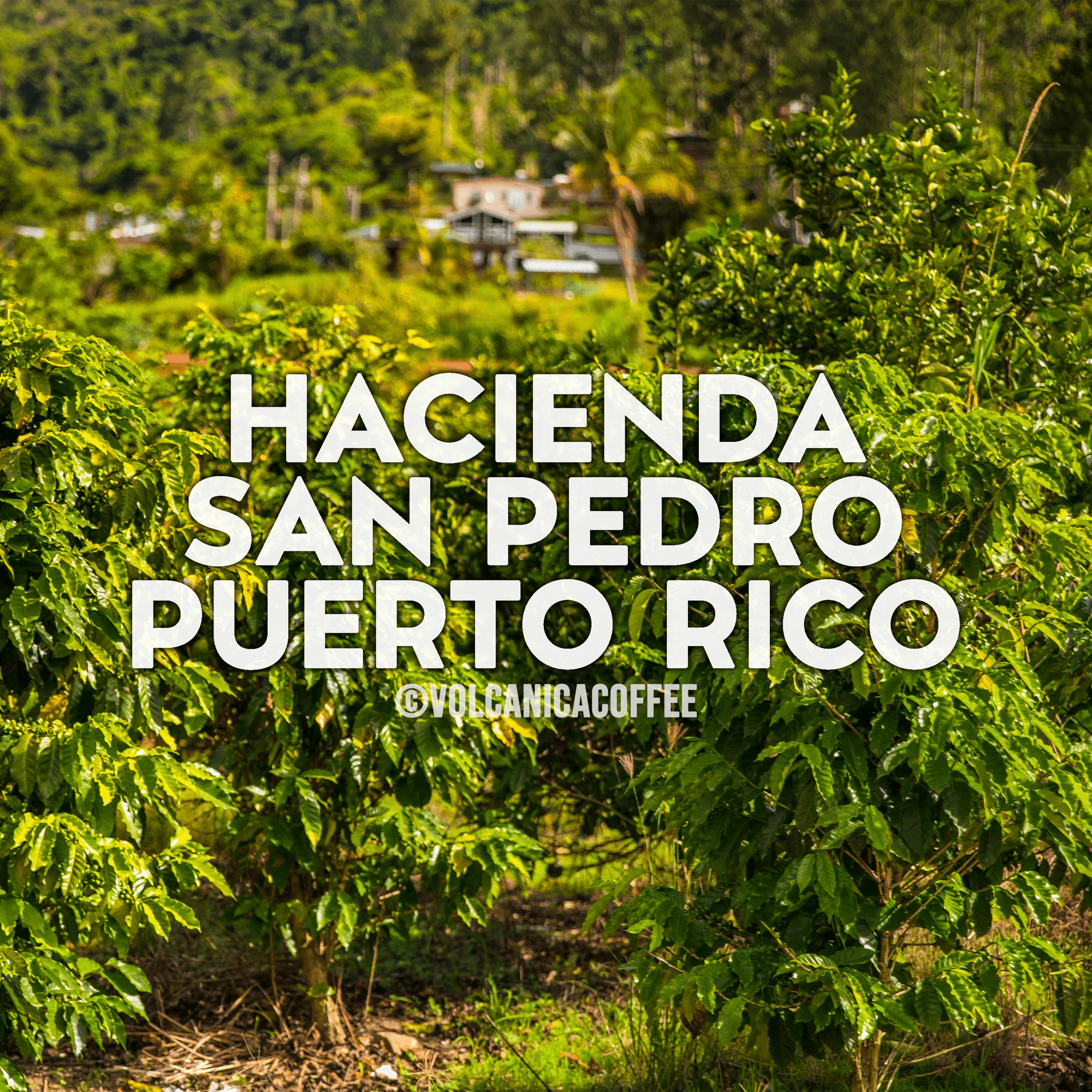 Image of Puerto Rico Coffee Hacienda San Pedro