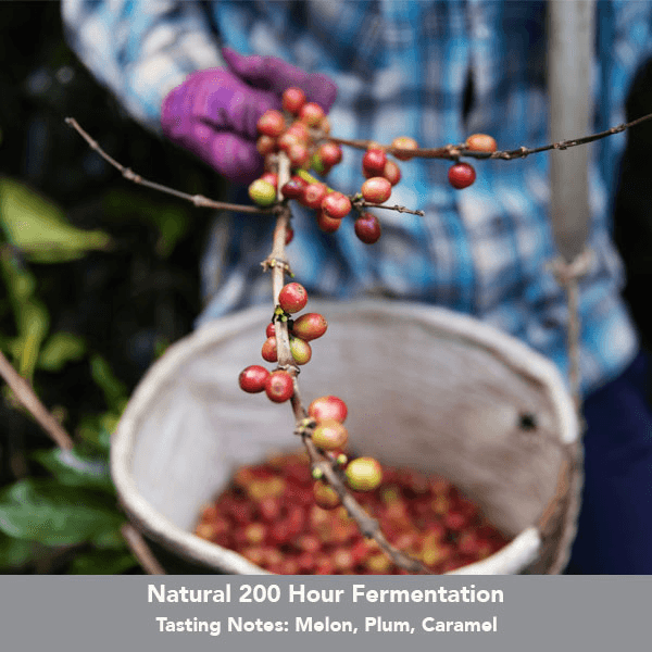 Image of Colombia El Placer Yellow Bourbon