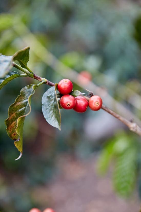 Image of Bolivia Gesha Juan Carlos Huanca