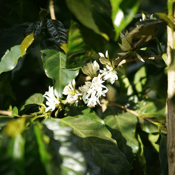 Image of El Salvador Tres Pozos Geisha