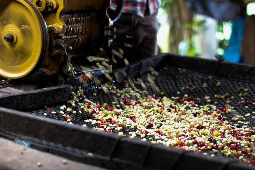 Image of Kenya Chepsangor Hills washed AB